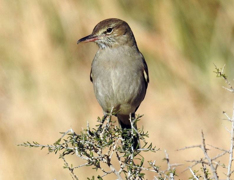 Gray-bellied Shrike-Tyrant - ML277006681