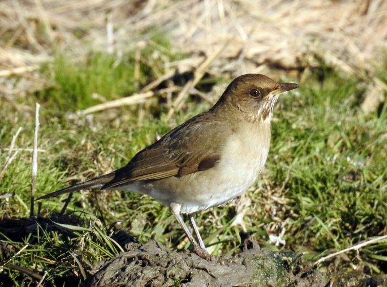 Creamy-bellied Thrush - ML277006711