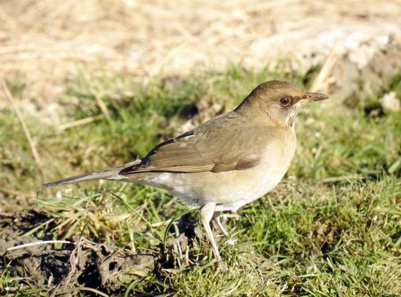 Creamy-bellied Thrush - Marcio Kerbage