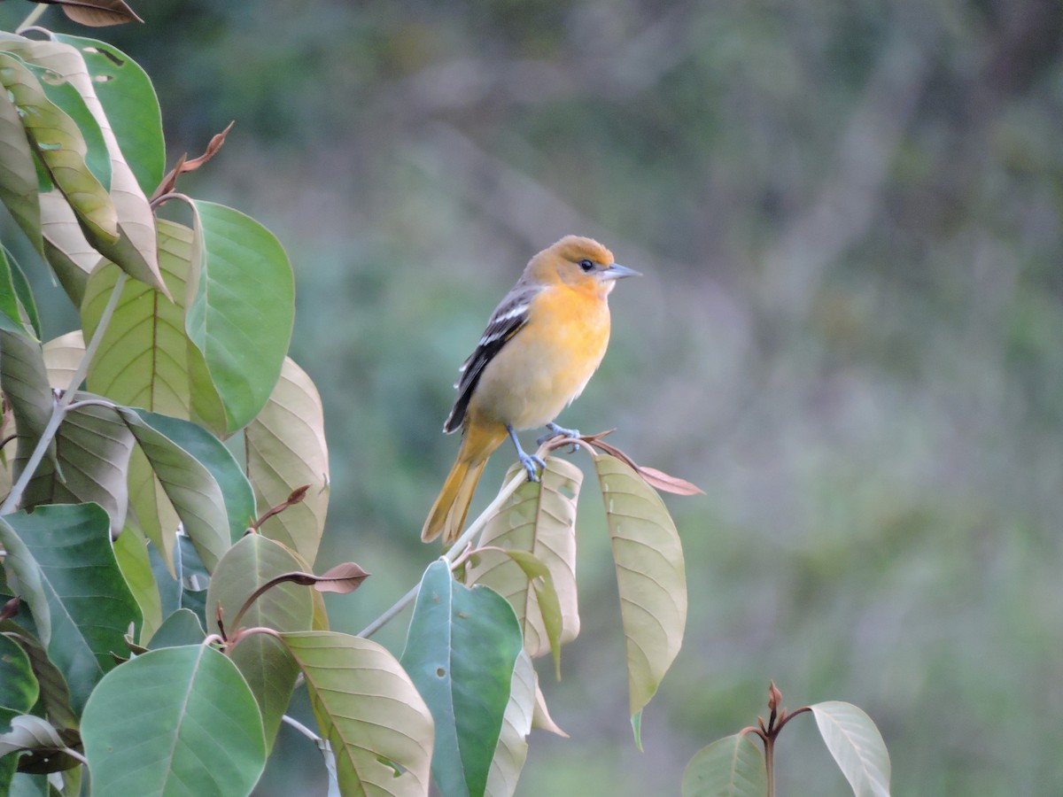 Oriole de Baltimore - ML277007631