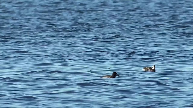 Long-tailed Duck - ML277009351
