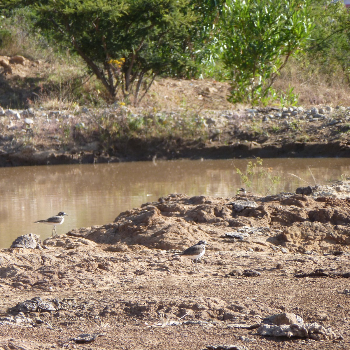 Killdeer - ML277012041