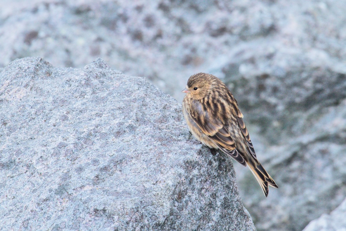 Twite - ML277012061