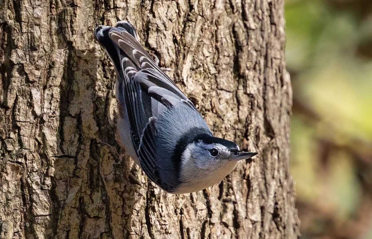 White-breasted Nuthatch - ML277012791