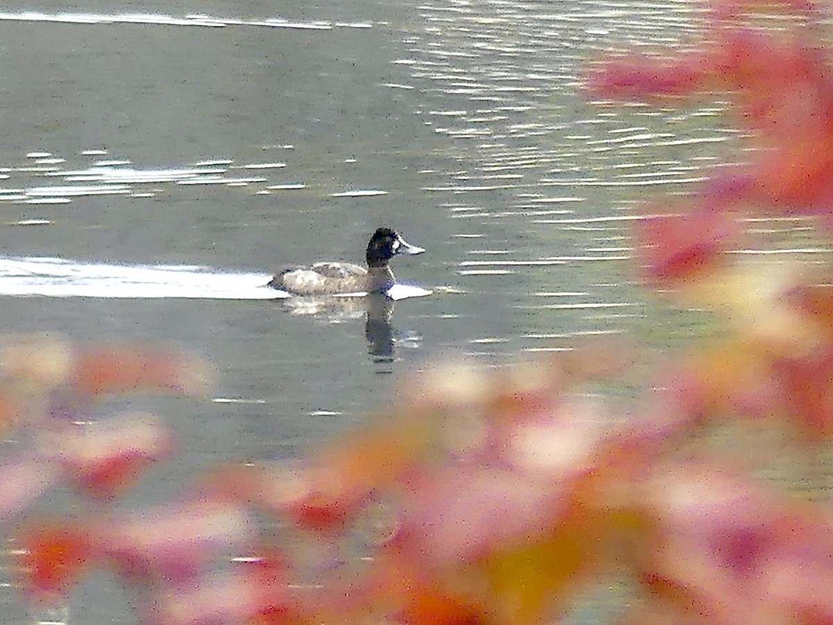 Lesser Scaup - ML277013781