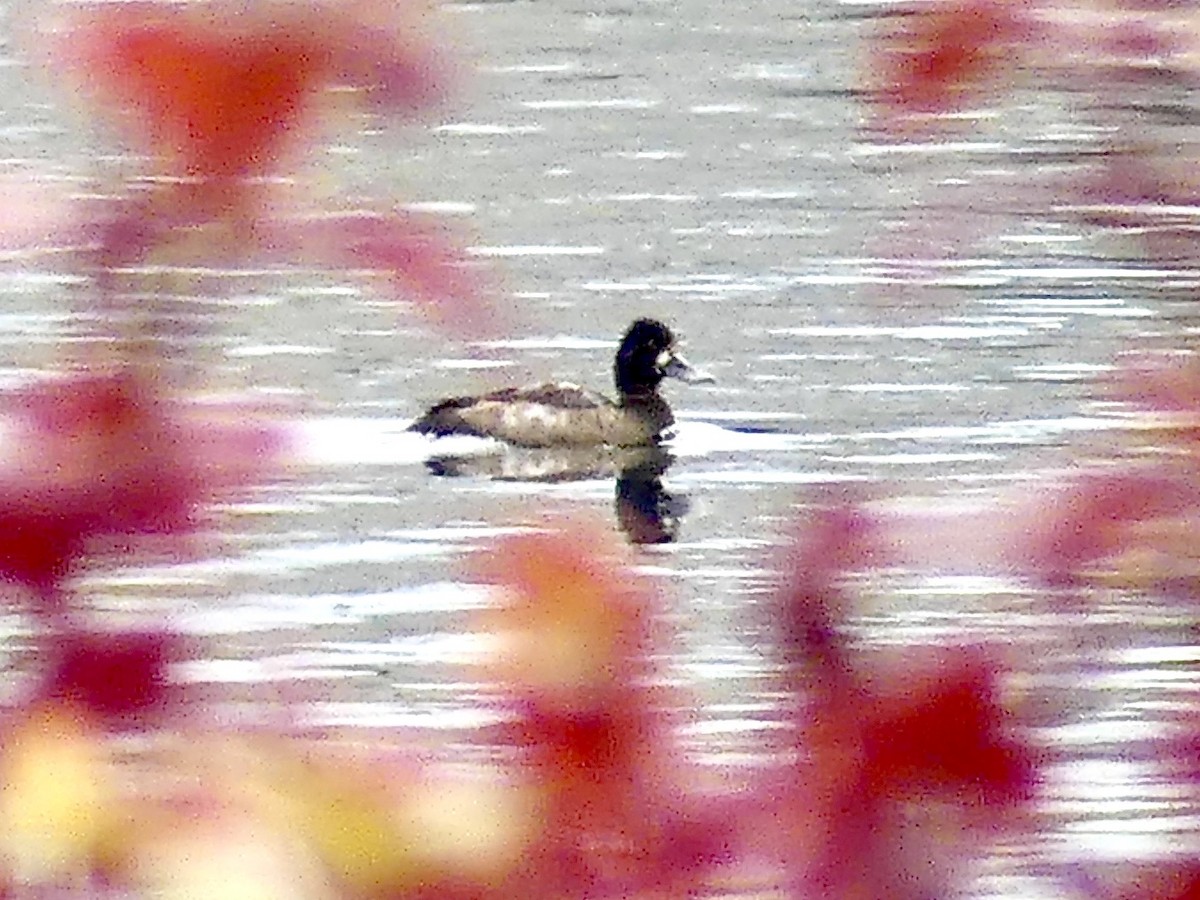 Lesser Scaup - ML277013791