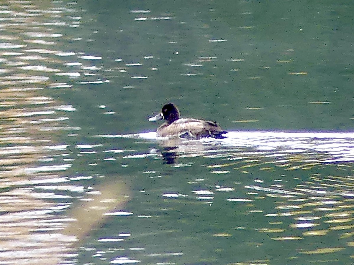 Lesser Scaup - ML277013801