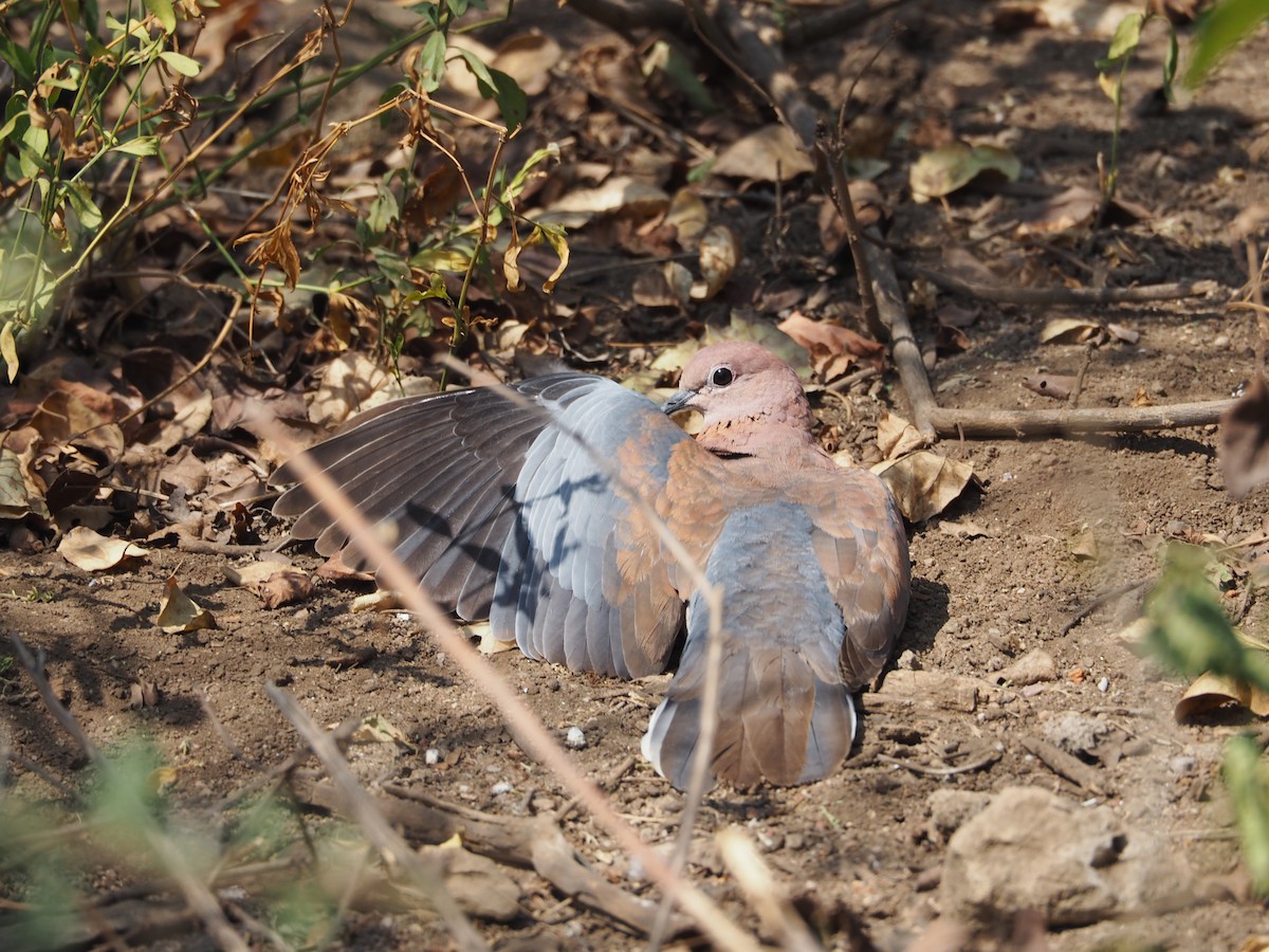 Laughing Dove - ML277016131