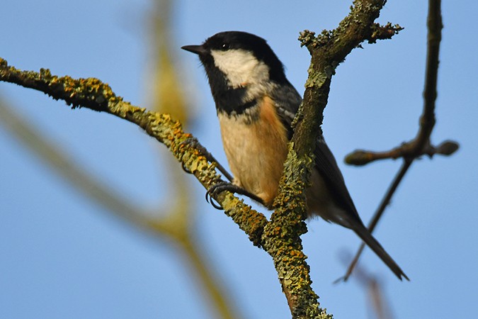 Coal Tit - ML277018111