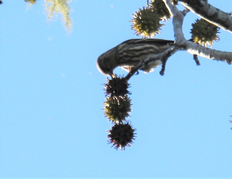 Pine Siskin - ML277018301