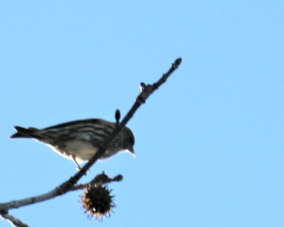 Pine Siskin - ML277018311