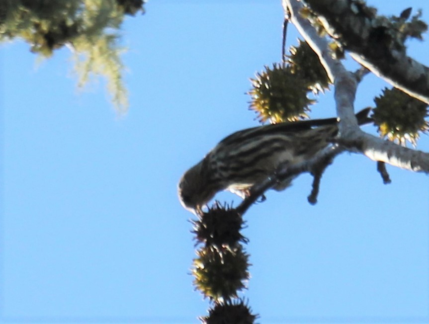 Pine Siskin - Lawrence Gardella