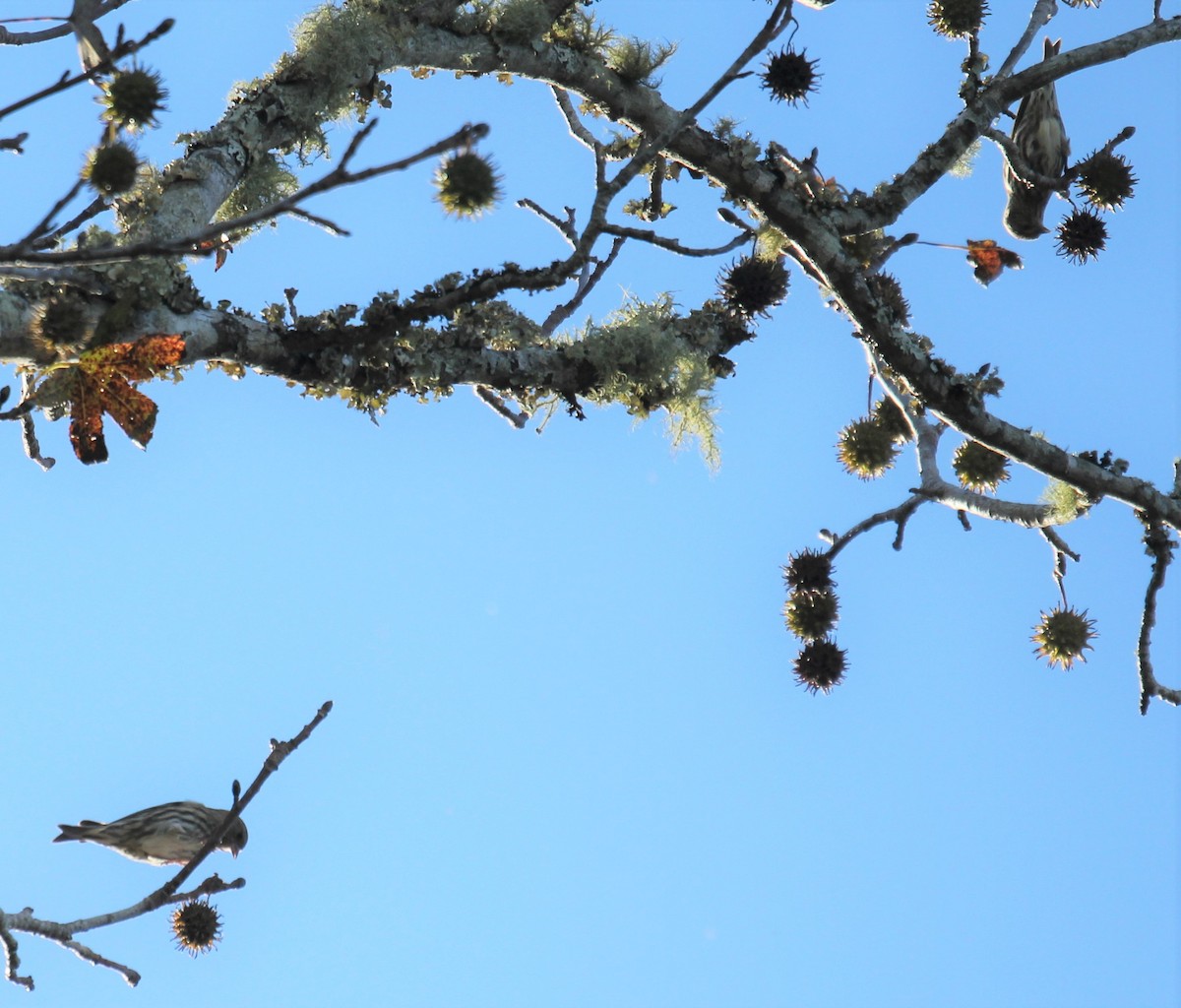 Pine Siskin - Lawrence Gardella