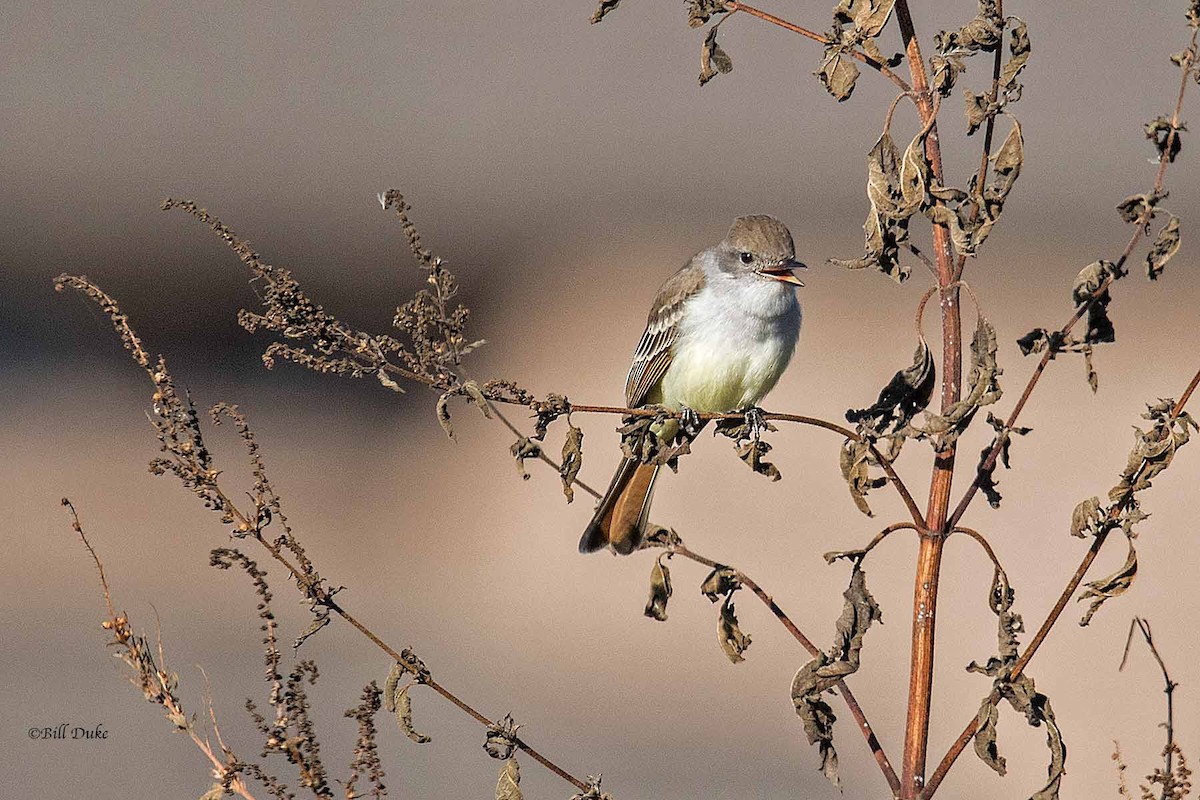 Ash-throated Flycatcher - ML277019821