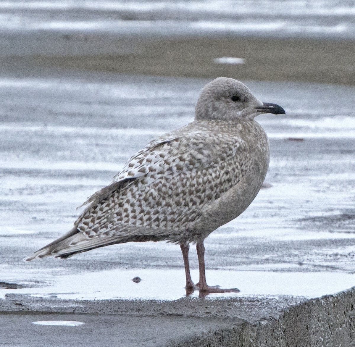 Iceland Gull - Willie D'Anna