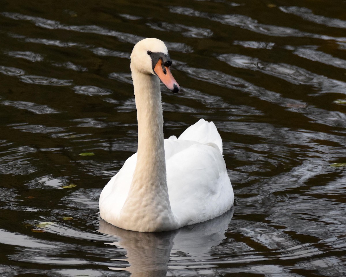 Mute Swan - A Emmerson