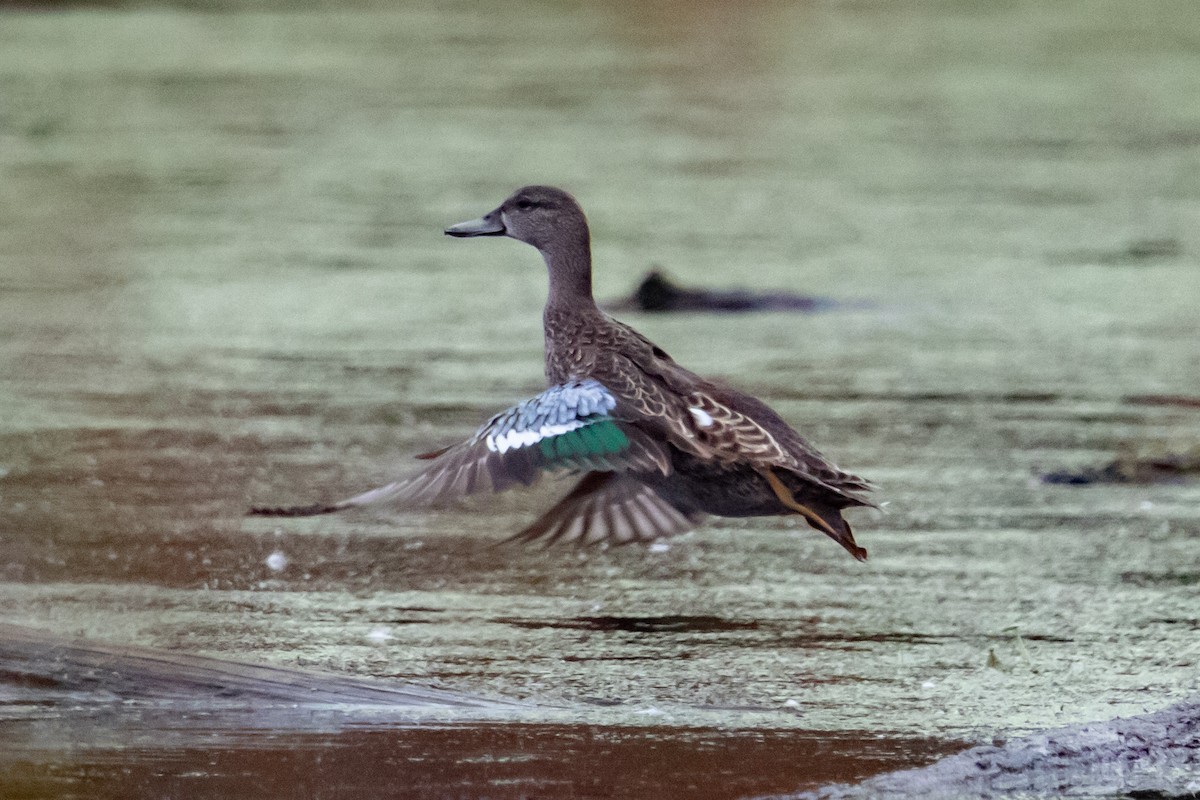 Blue-winged Teal - ML277022881