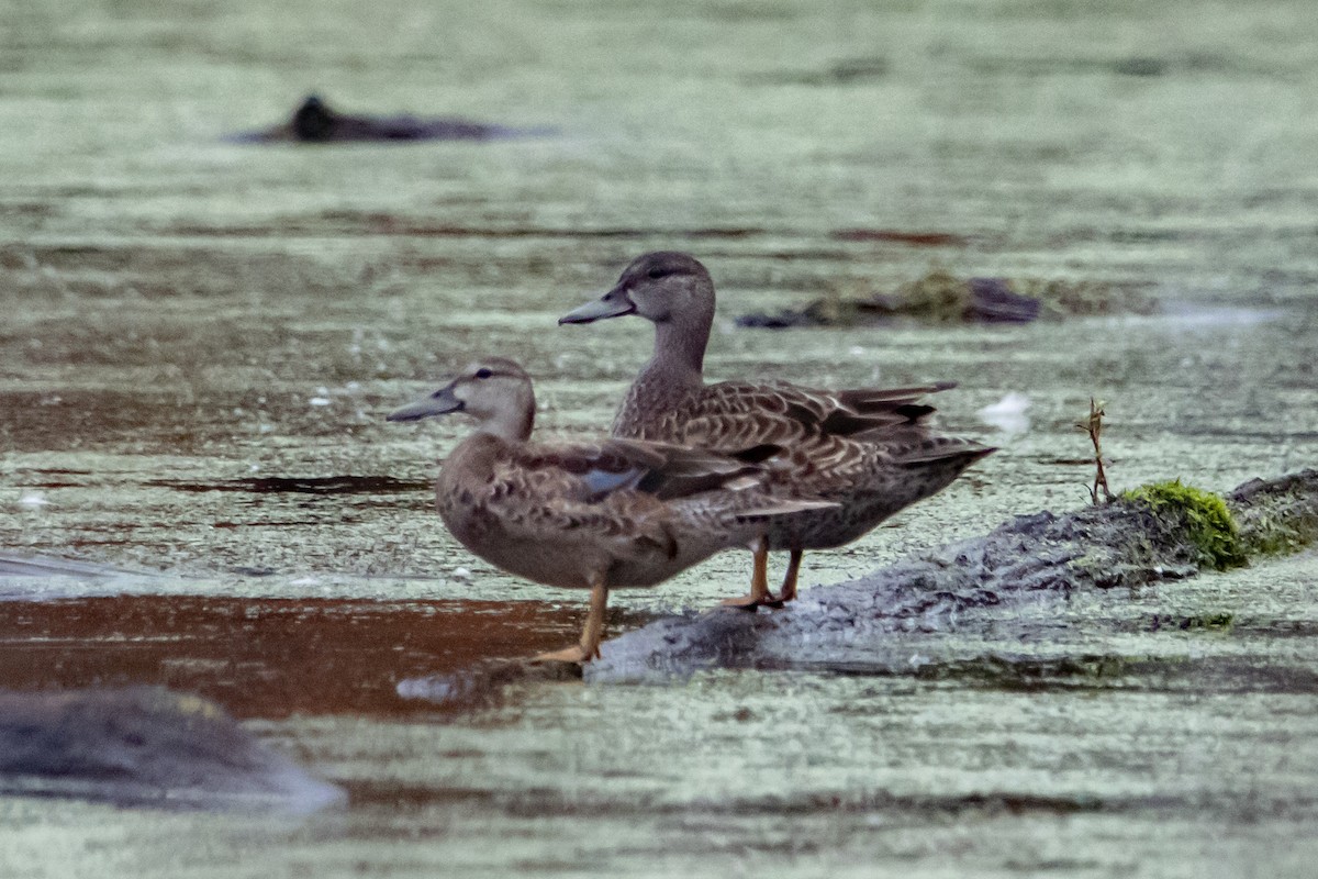 Blue-winged Teal - ML277022891