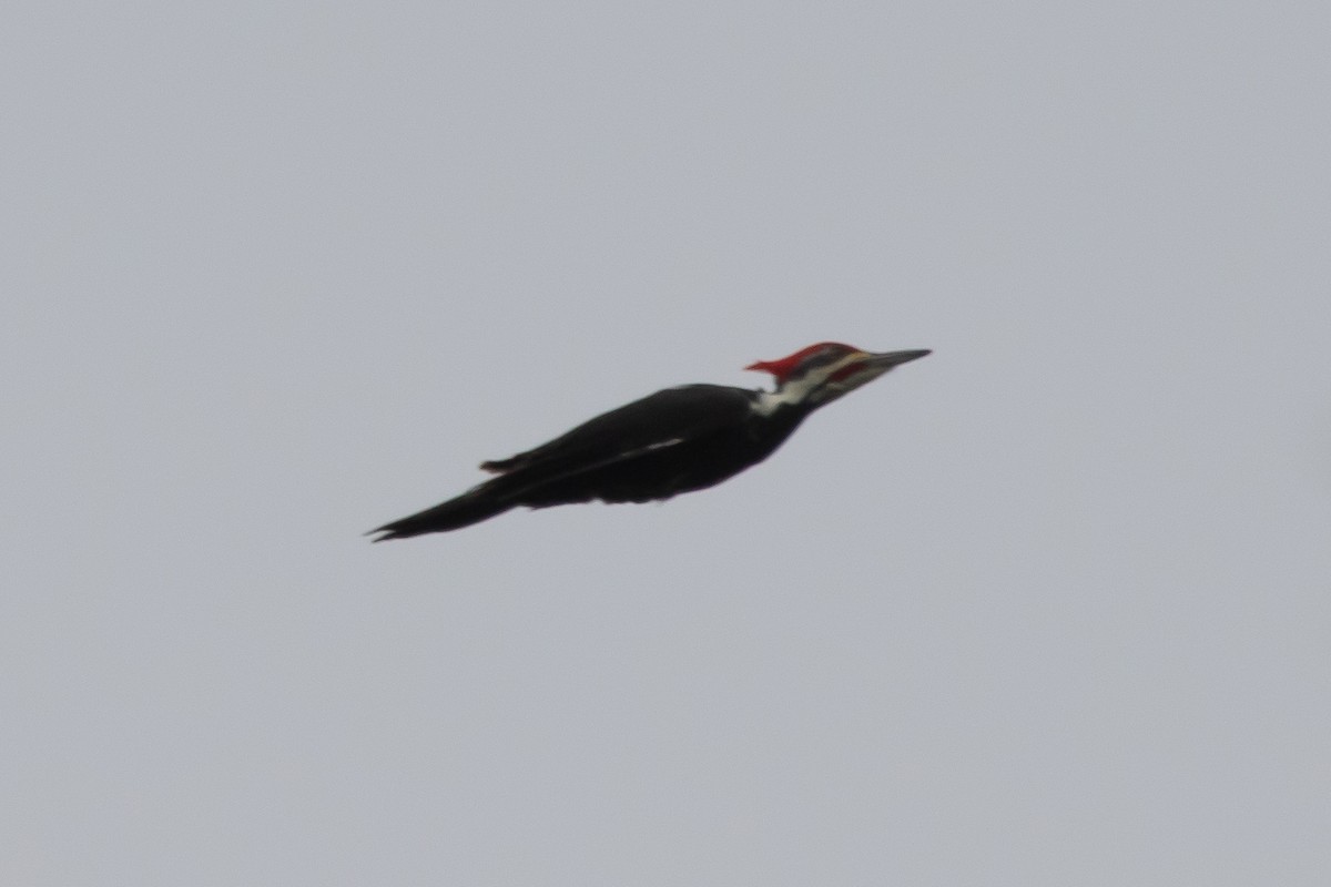 Pileated Woodpecker - ML277022931