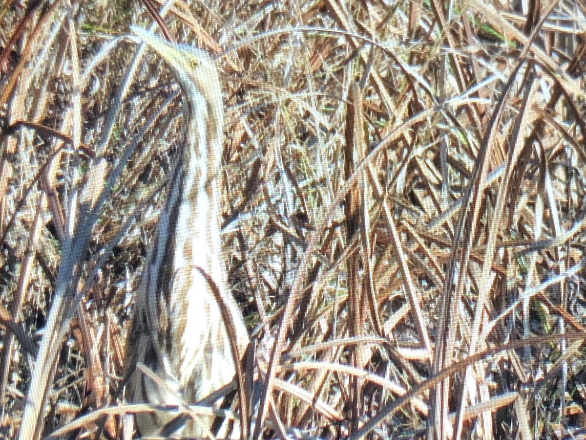 bukač severoamerický - ML277023981