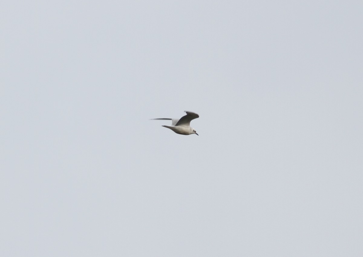 Bonaparte's Gull - ML277024051