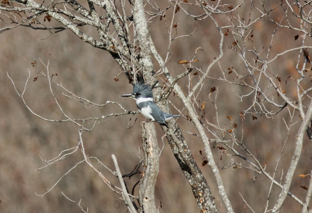 Belted Kingfisher - ML277024071