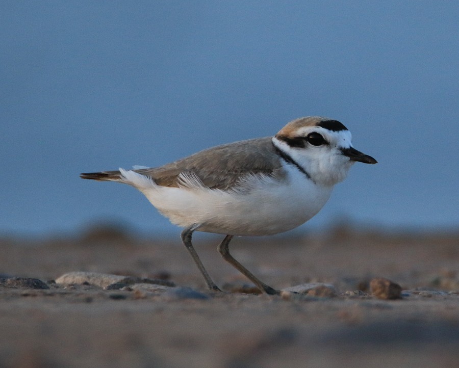 Snowy Plover - Moe Bertrand