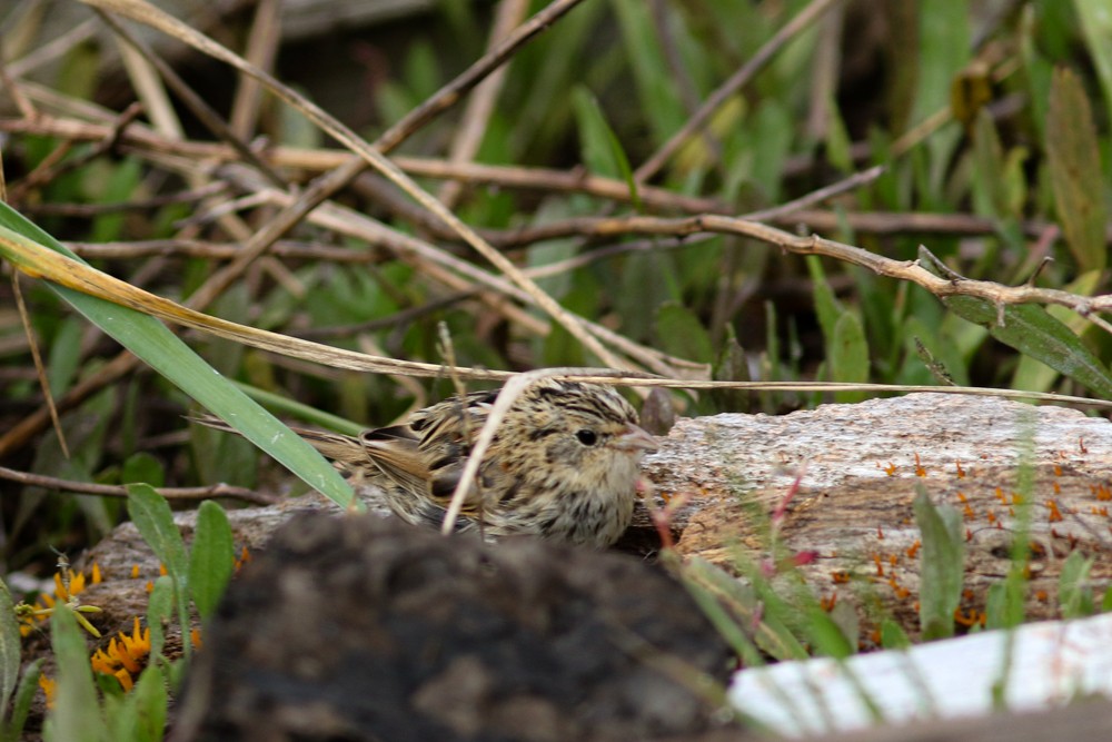 LeConte's Sparrow - ML277025361