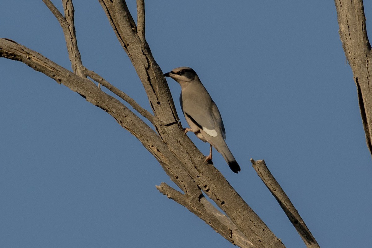 Hypocolius - ML277025381