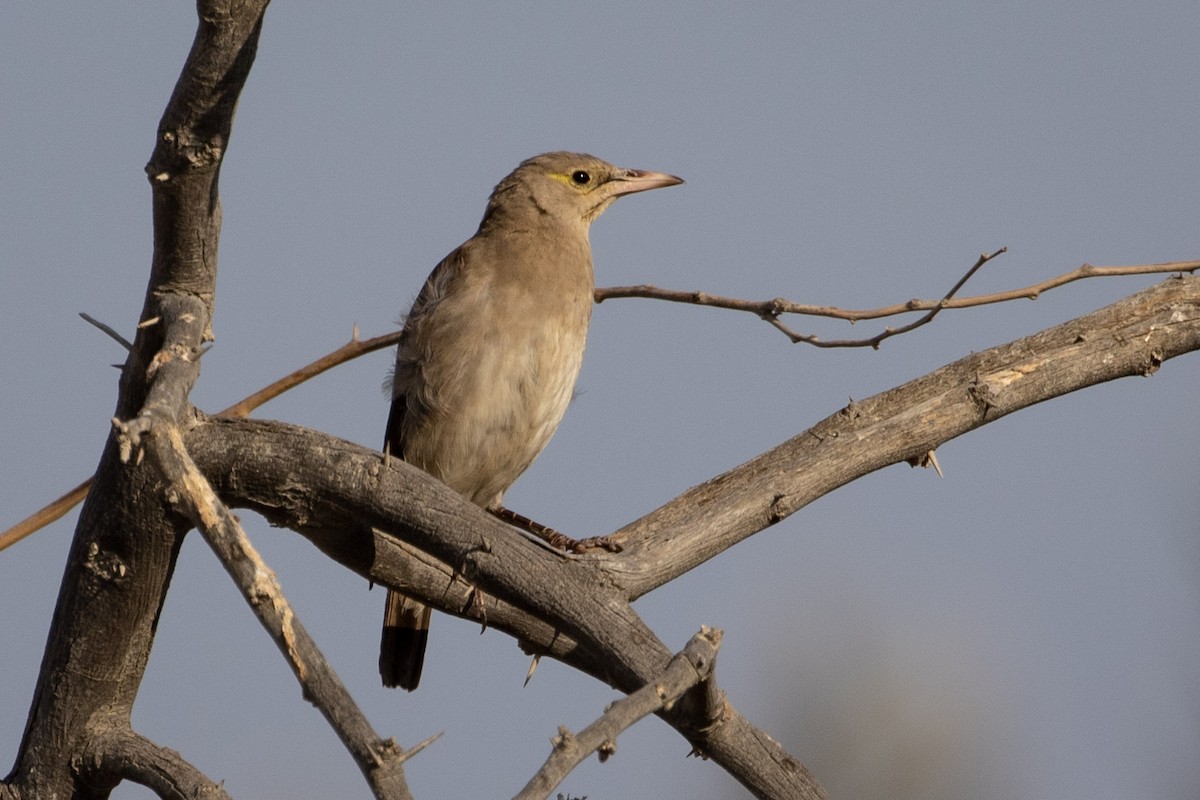 Wattled Starling - ML277025441