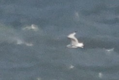 Black-legged Kittiwake - ML277025511