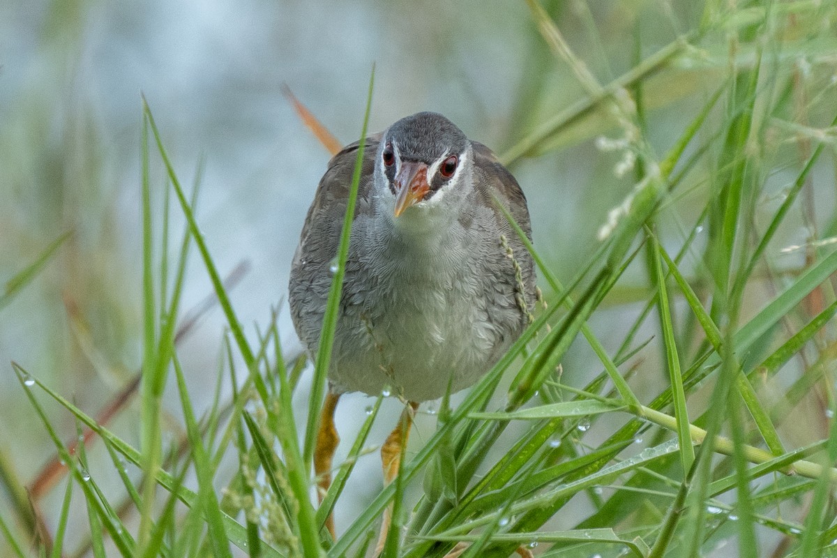 White-browed Crake - ML277026491