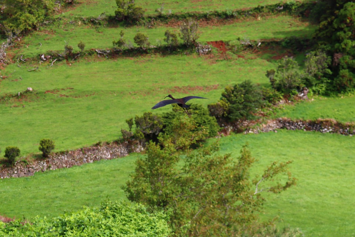 Glossy Ibis - ML277026711