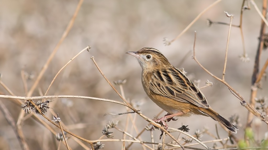 Zitting Cisticola - Sezai Goksu