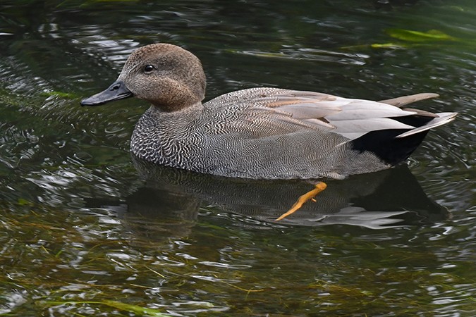 Gadwall - Guido Bennen