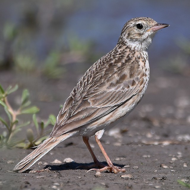Short-billed Pipit - Andrés Cecconi