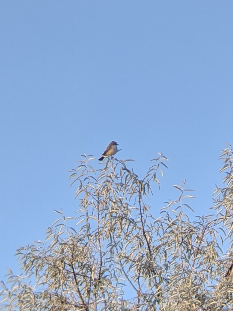 Vermilion Flycatcher - ML277029721