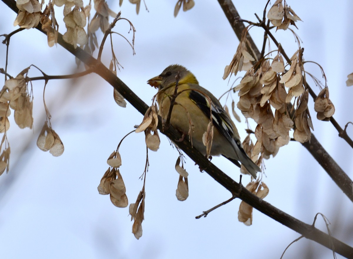 Evening Grosbeak - ML277030311