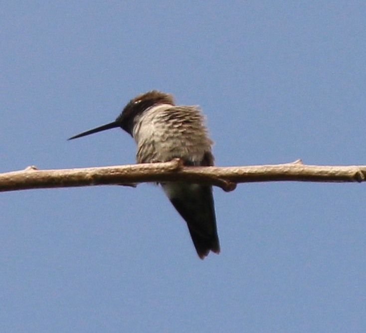 Black-chinned Hummingbird - ML27703081