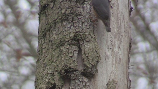 Eurasian Nuthatch (Western) - ML277031481