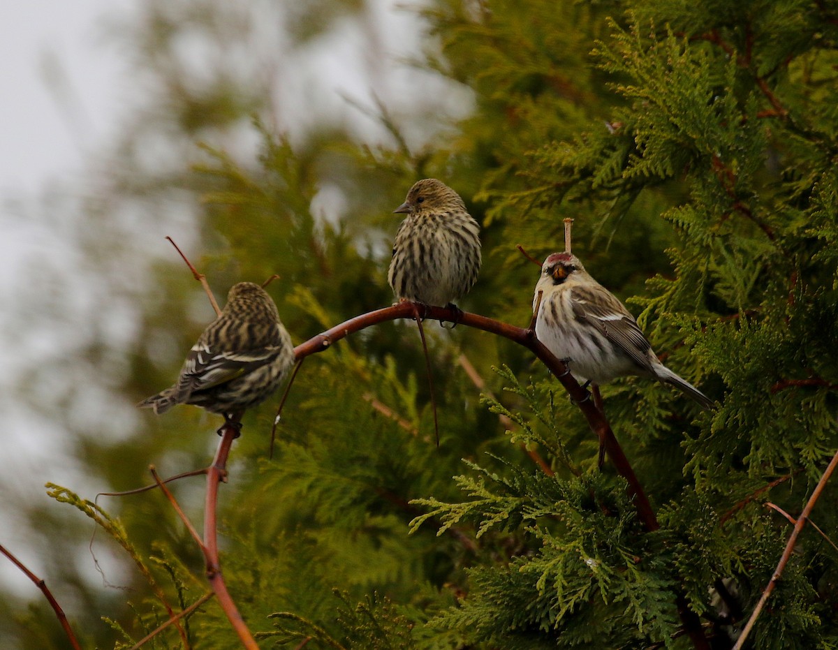 Redpoll (Common) - ML277032691