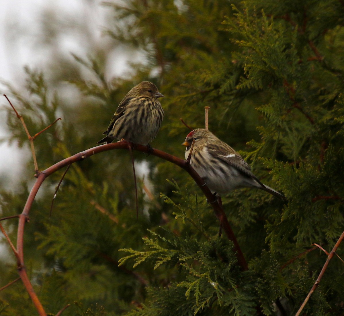 Pine Siskin - ML277032751