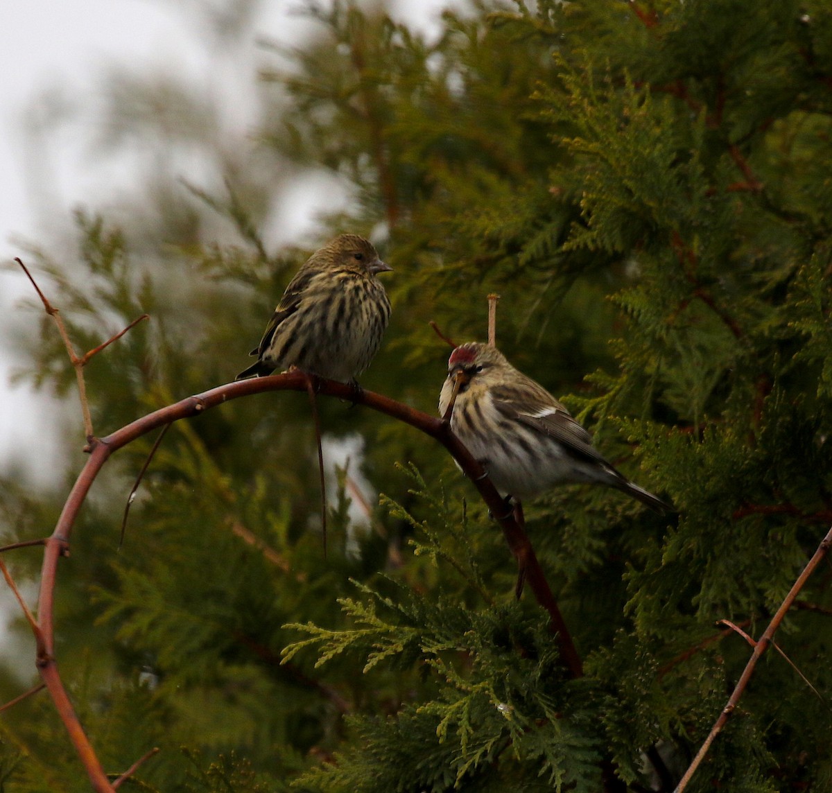 Pine Siskin - ML277032771
