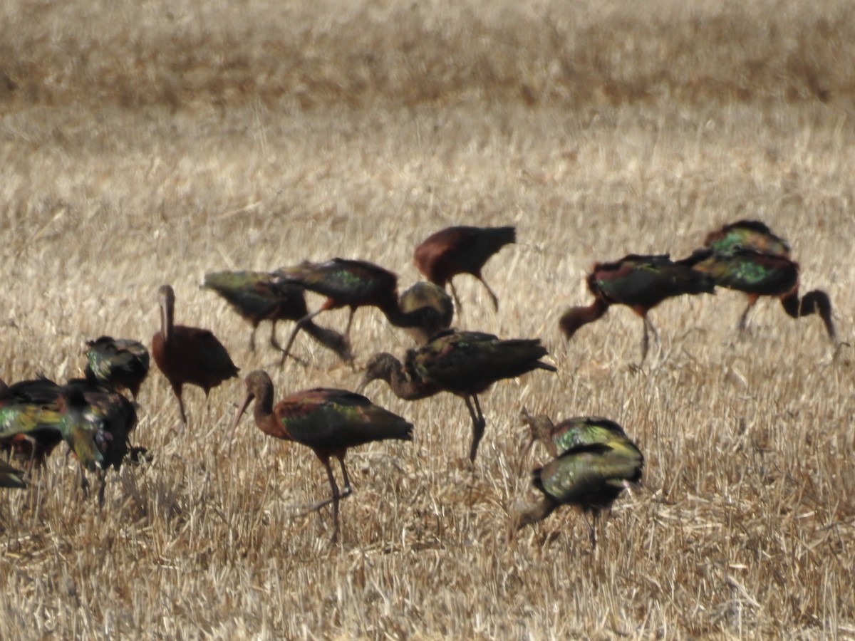 White-faced Ibis - ML277032951