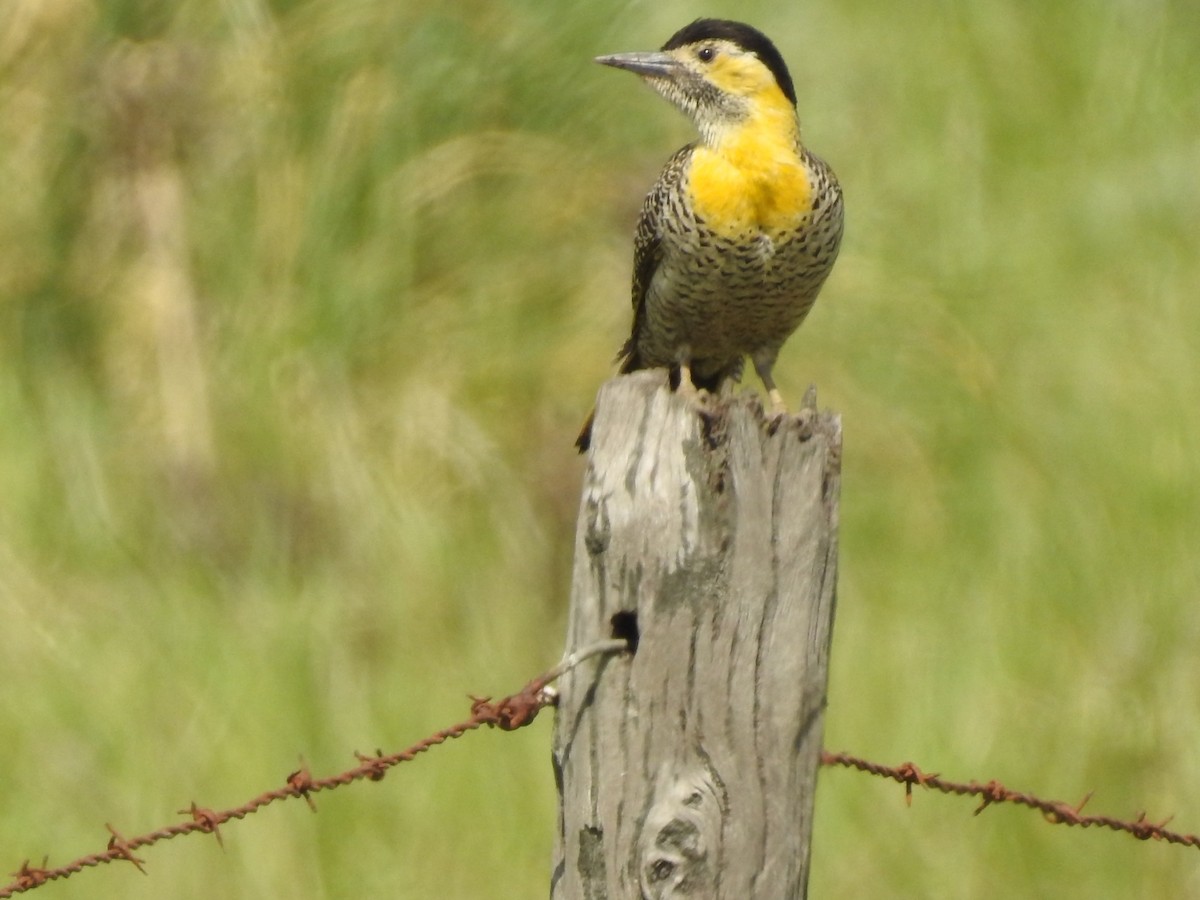 Campo Flicker - Norma Medel