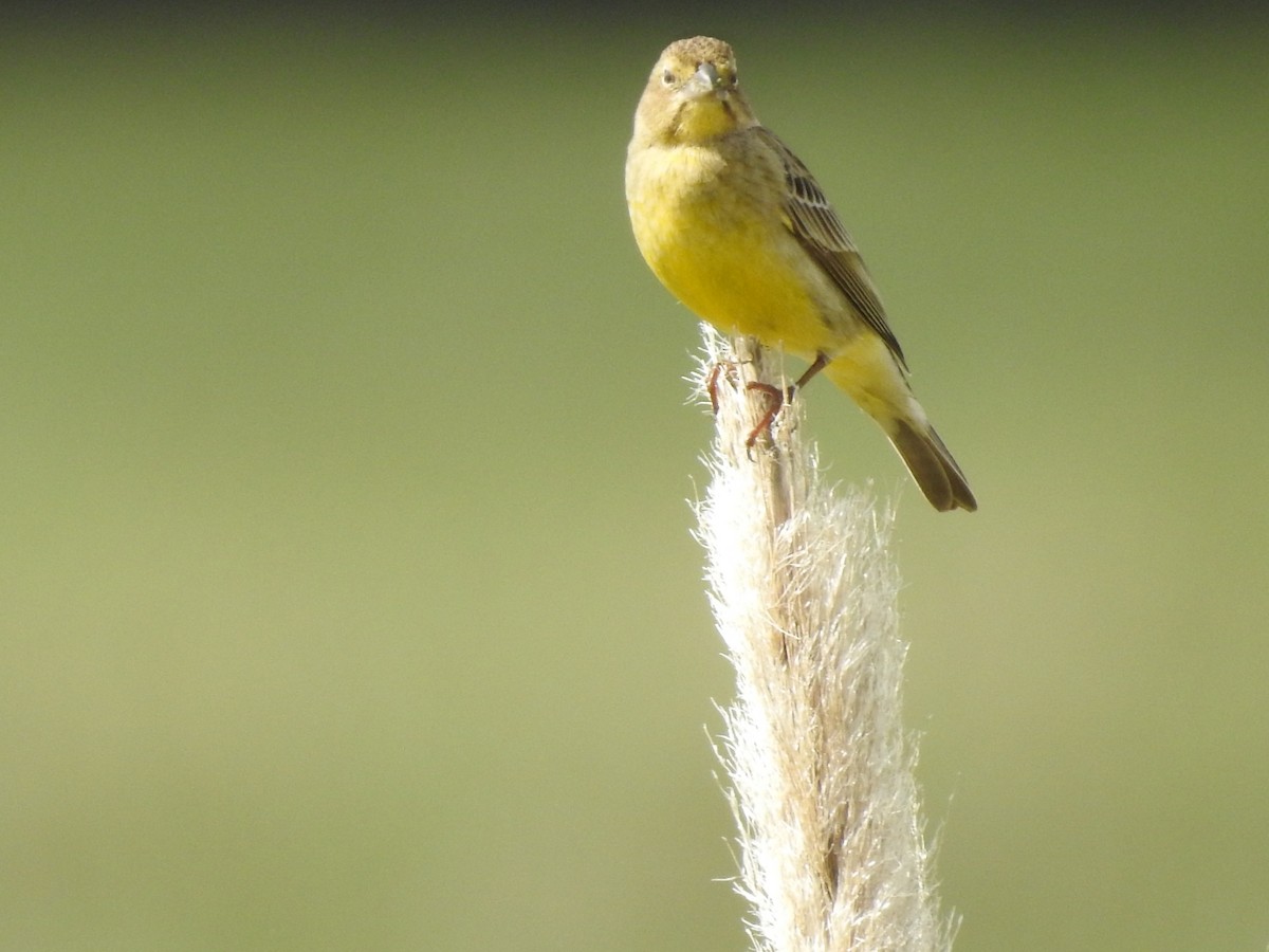 Grassland Yellow-Finch - Norma Medel