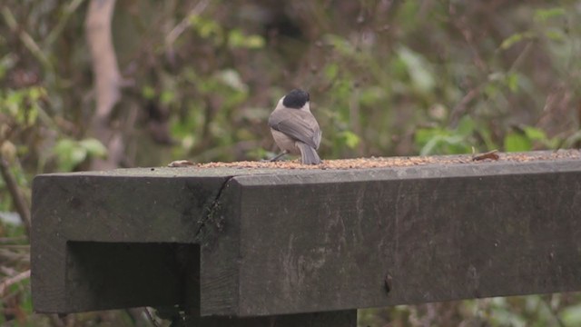 Marsh Tit - ML277036471