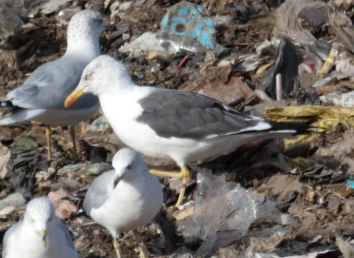 Lesser Black-backed Gull - ML277036551