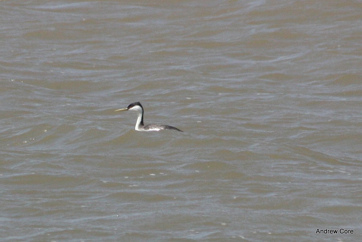 Western Grebe - Andrew Core