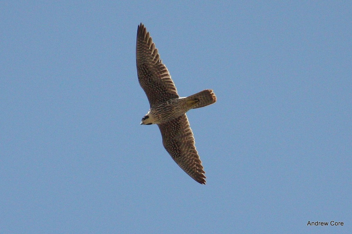 Halcón Peregrino - ML27703721